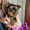 Female Yorkie puppy