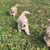 AKC Golden Retriever Puppies for Sale