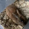 New Zealand/Mini Rex Rabbits