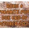 Roxie & Dynamite Upcoming Pups Due End of October 2023