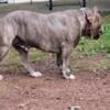 Xl bully ready for stud