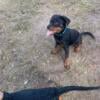 4month females Rottweilers akc