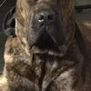 Cane corso puppies