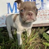 CKC Boston Terrier Puppies