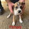 Cur Mix | Hunting | Pets | Great Dogs