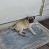 Precious pugs looking for a loving home.