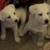 Free Pure White Shepherd/Lab Pups 2 Females 1 Male