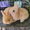 Orange and Fawn Netherland Dwarf Jr Bucks