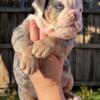 Female 8 week olde English bulldog pup akc
