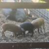 Mulefoot / mangalitsa pigs