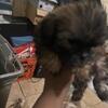 Shih Tzu puppies looking for a new home