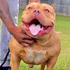 American bully ( NOT FOR SALE )