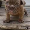 Lilac Merle micro bully