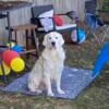 English cream golden retriever STUD