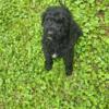 f1b Labradoodles nonshed & hypoallergic in No VA close to MD & DC ready now!