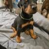 Doberman Pincscher Puppies