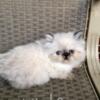 Himalayan kittens new litter