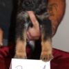 German Shepherd Pups - Reduced