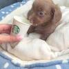Miniature Dachshund Puppies