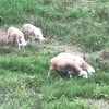 katahdin and dorper sheep