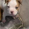American bully puppies 