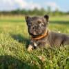 Male Frenchie ready 8/1