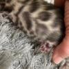 Bengal kittens, males & females