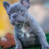 French Bulldog Pup- lilac Male