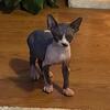 Male Sphynx kittens
