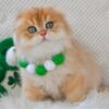 NEW Elite Scottish fold kitten from Europe with excellent pedigree, male. Dior