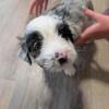 Aussiedoodle Puppies