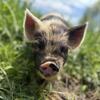 Kune Kune Piglets!!!