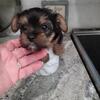 Little Shorkie girl