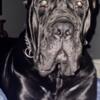 Italian Cane Corso puppies