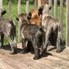 Italian mastiff puppies looking for their forever home