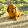 Akc mini dachshund puppy