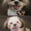 CKC Shih Tzu's READY FOR THEIR FOREVER HOME