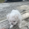 Maltese puppies coming soon