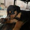 Rottweiler Puppies