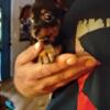 Female Chihuahua puppy 