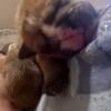 AKC English Bulldog puppies, health guarantee RVT raised and loved.