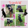 Female Doberman pinchers