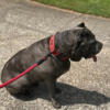 Adult import  Female Cane Corso