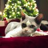 SOLD Blue tuxedo blue eyed boy retiree