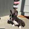 French Bulldog puppy 