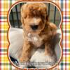 Miniature Goldendoodle puppies