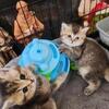 British Shorthair Kitten For Sale