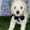 Ckc toy poodles looking for homes