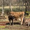 Mid Jersey Cow & Bull calf - Both are A2/A2 & Homozygous Polled