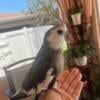 Baby cockatiels for sale